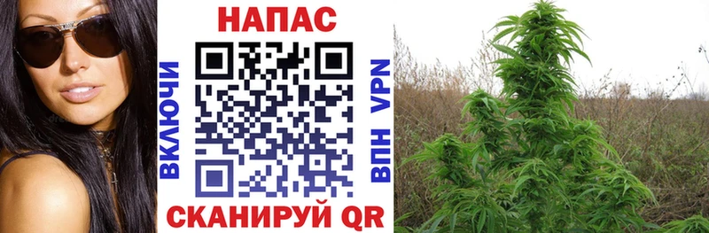 Каннабис Выборг